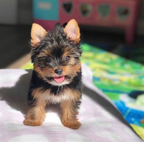 Gender - <strong>Female</strong> Status - Available Price - $950 This is Twinkle, She is 10 weeks old. . Female yorkie for sale near me under 500